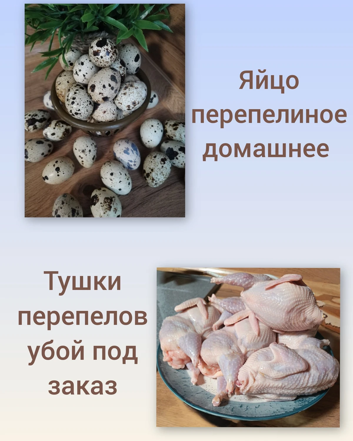 Домашнее перепелиное яйцо