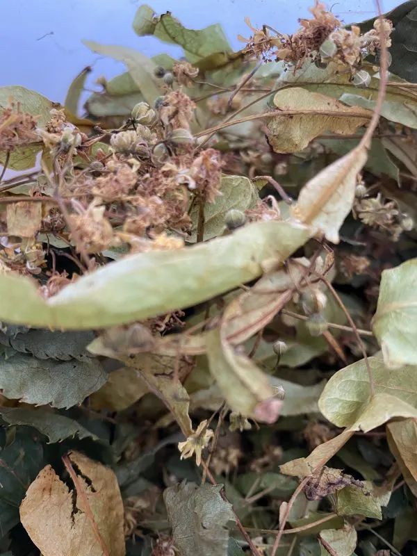 Липовый чай, 30гр. фото 2