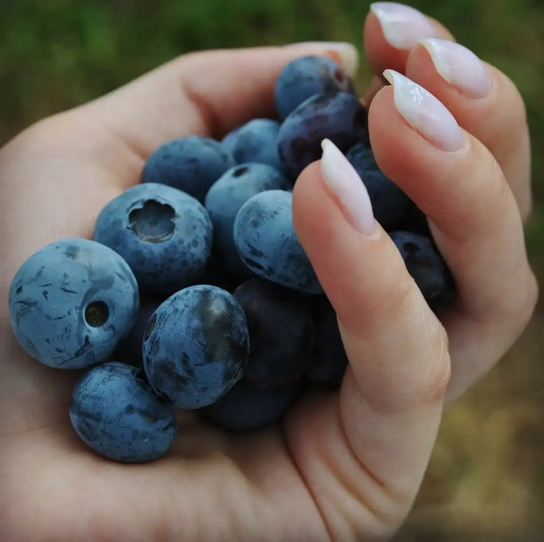 Саженцы голубики Блю Голд фото 3