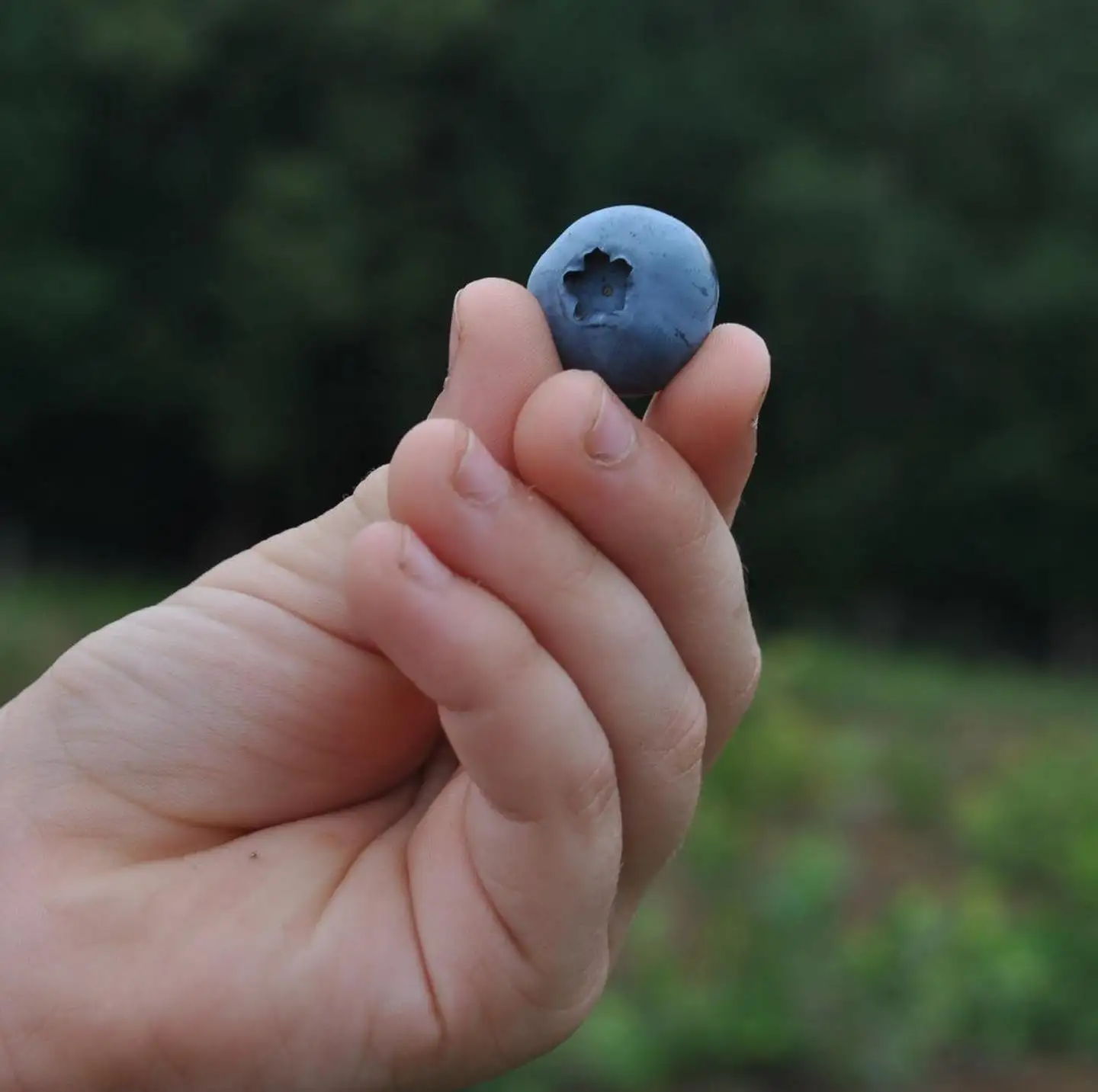 Саженцы голубики Блю Голд фото 2