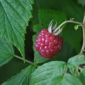 Саженцы малины (ремонтантная)