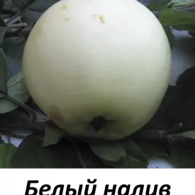 Саженцы яблони «Белый налив»
