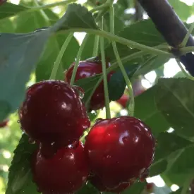 Саженцы вишни