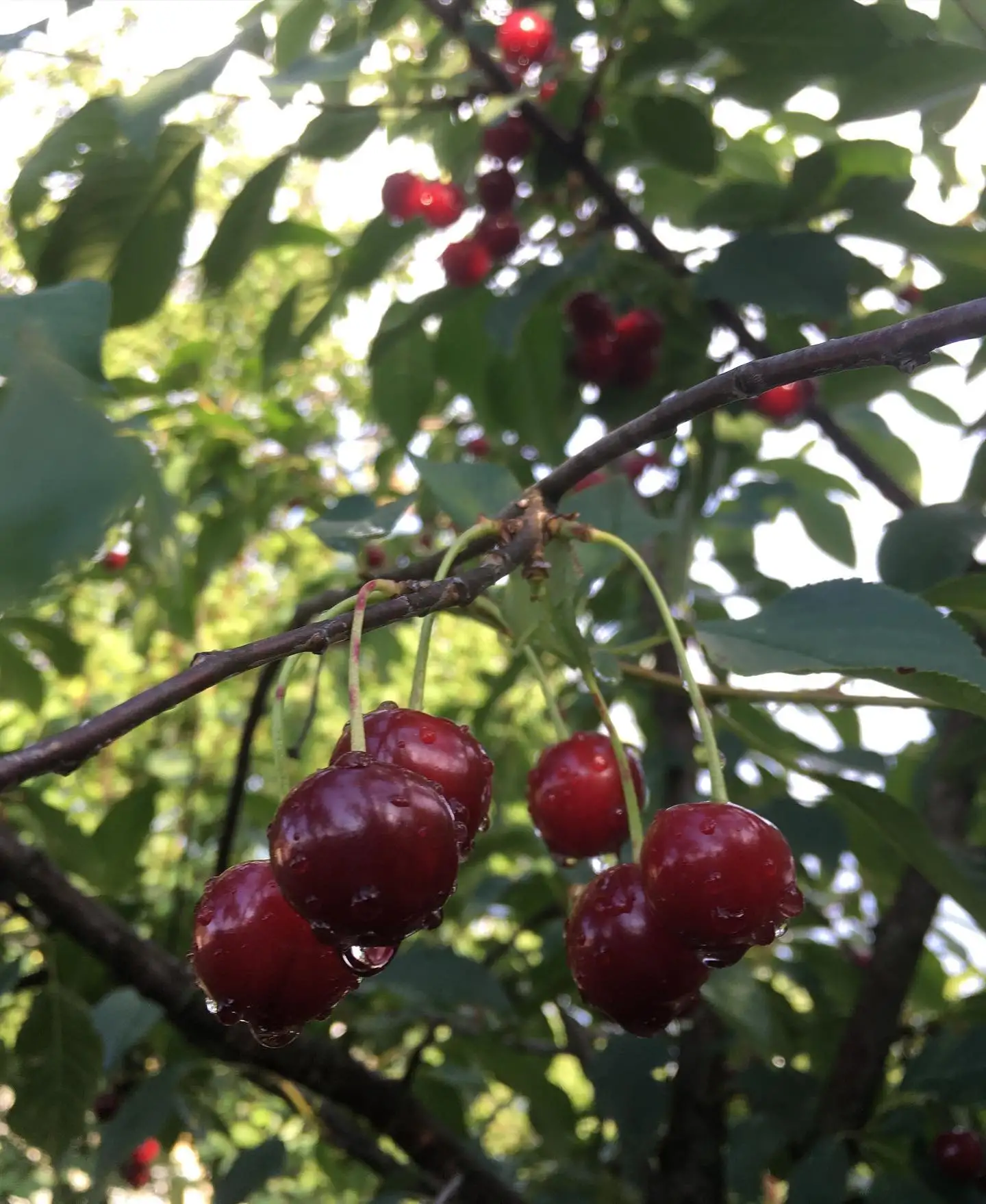 Саженцы вишни фото 2