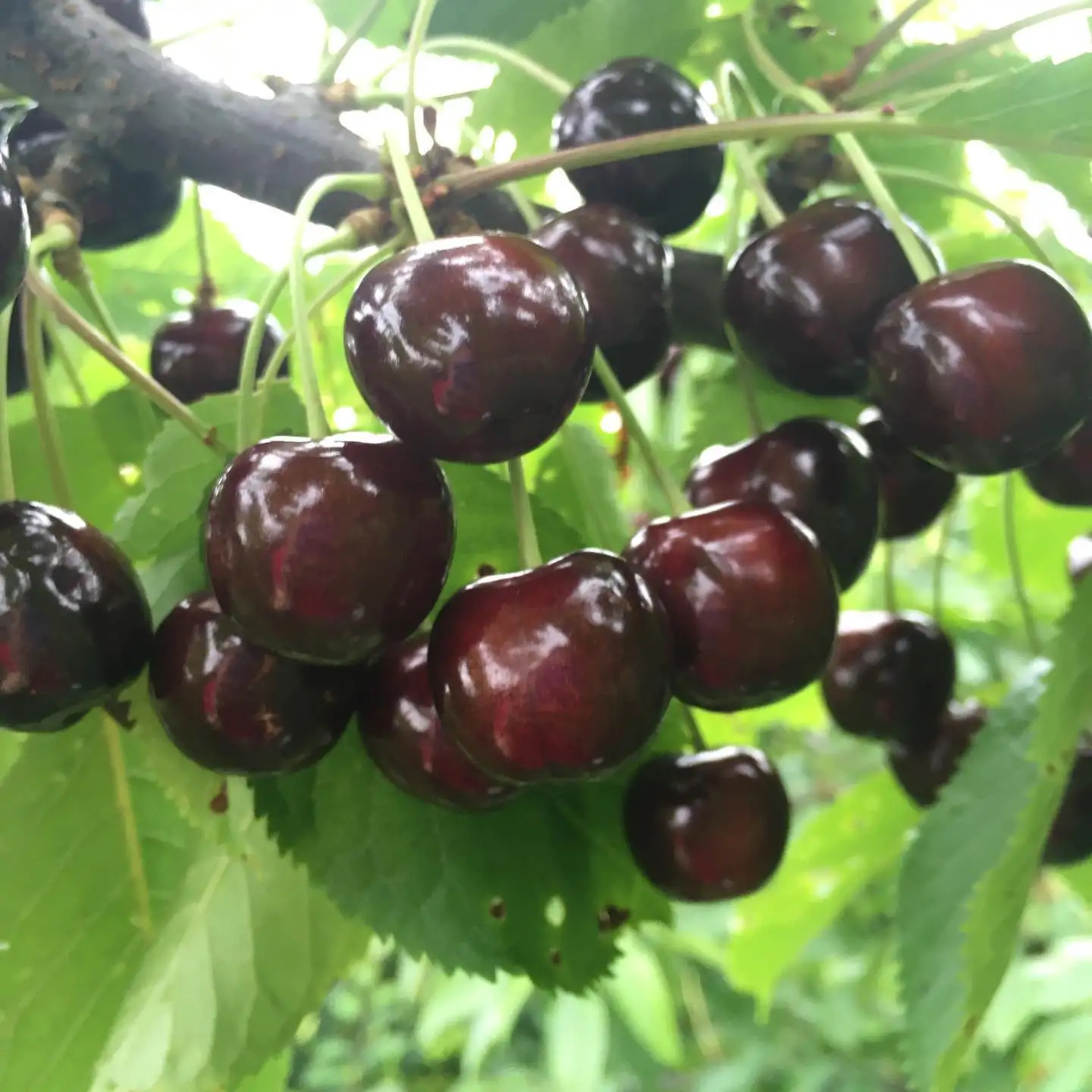 Саженцы вишни фото 3