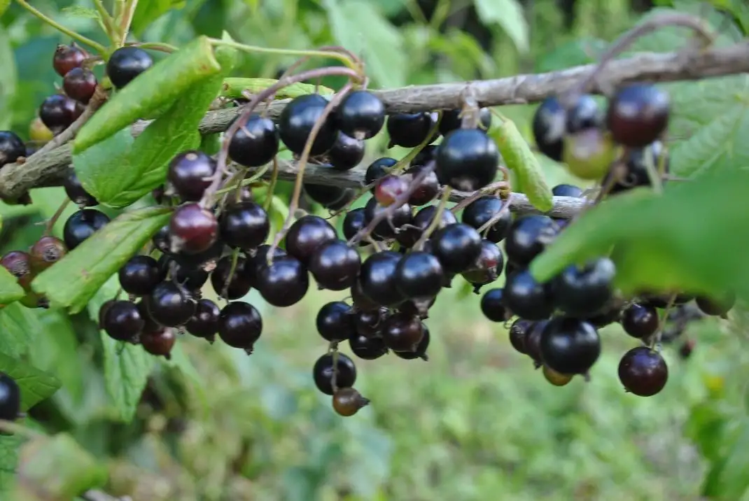 Саженцы черной смородины фото 2