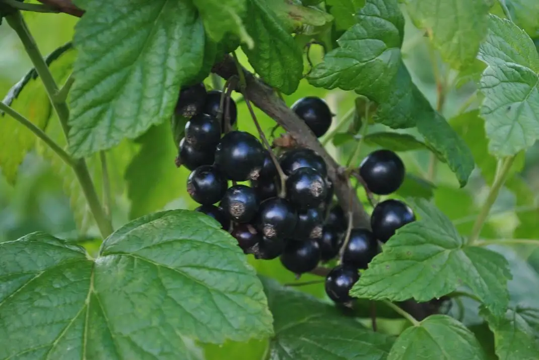 Саженцы черной смородины фото 3