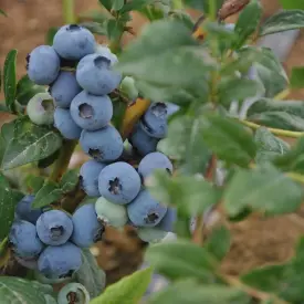 Саженцы голубики Нортланд