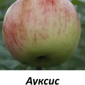 Саженцы яблони