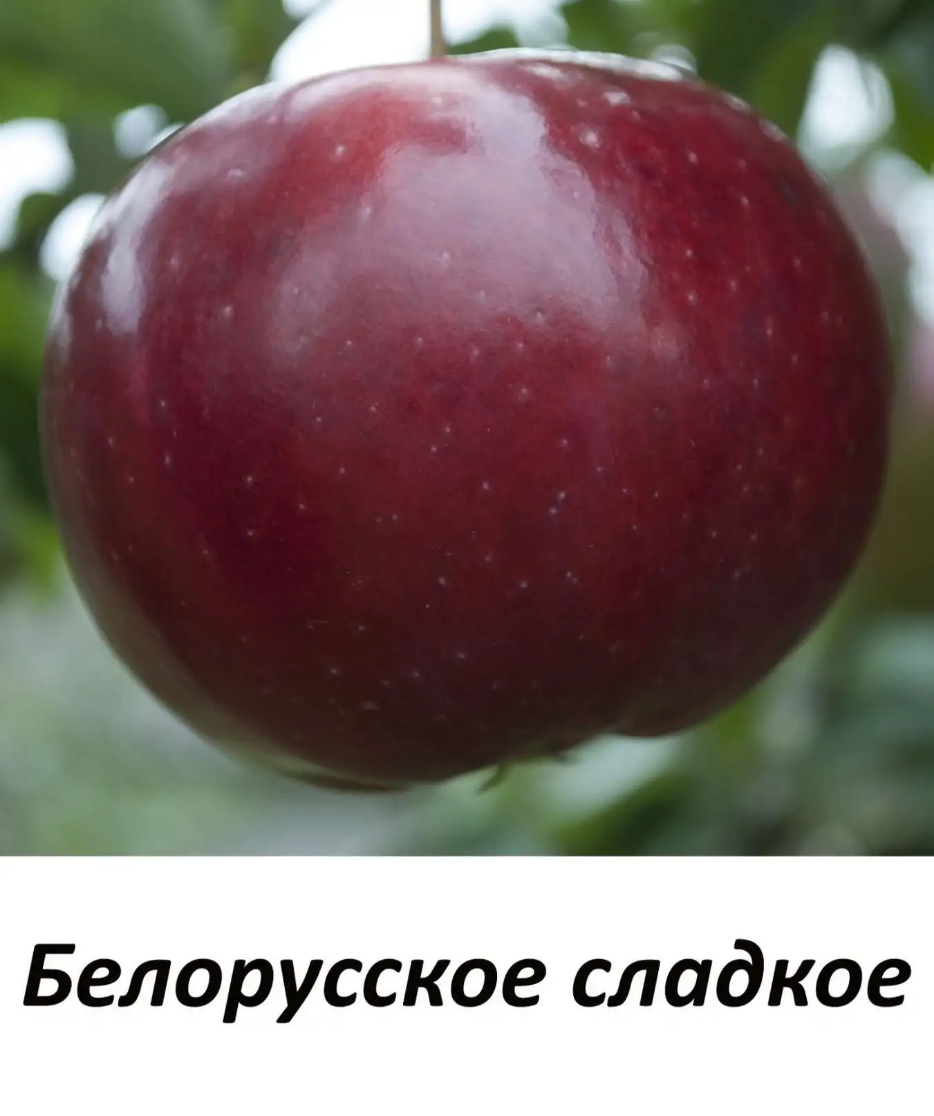 Саженцы яблони фото 3