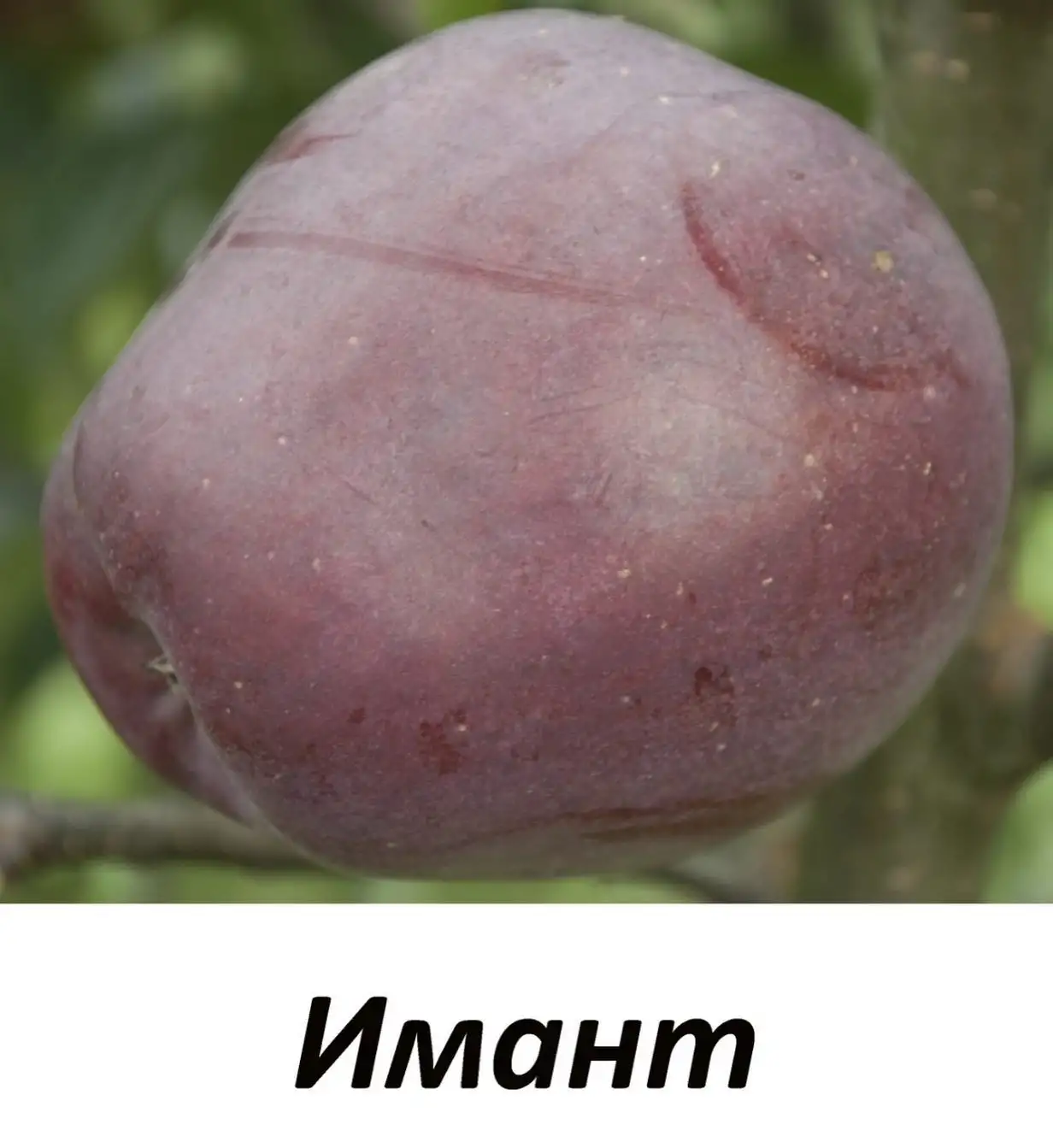 Саженцы яблони фото 4