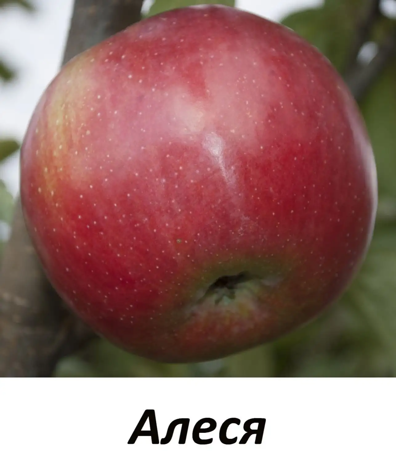 Саженцы яблони фото 5