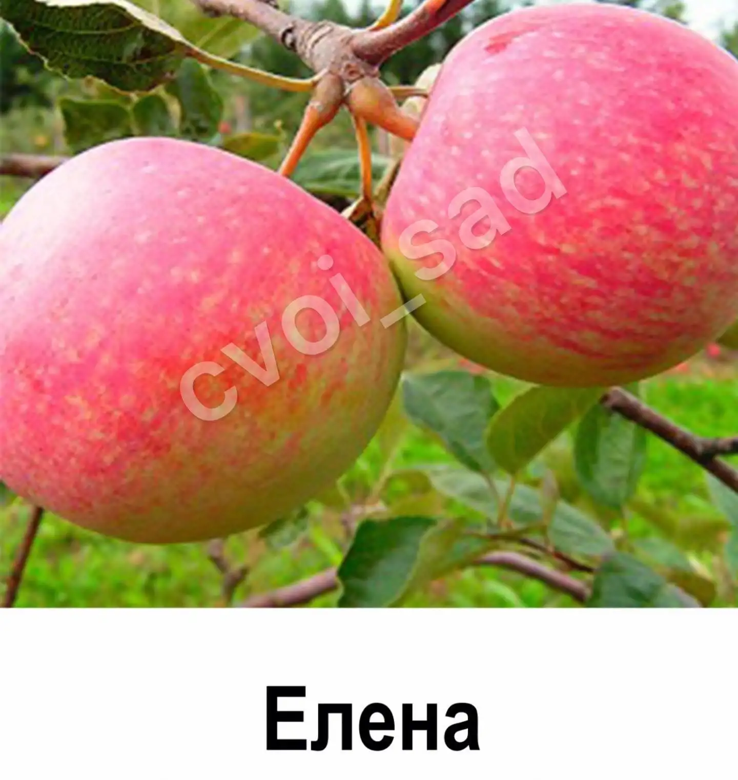 Саженцы яблони фото 2