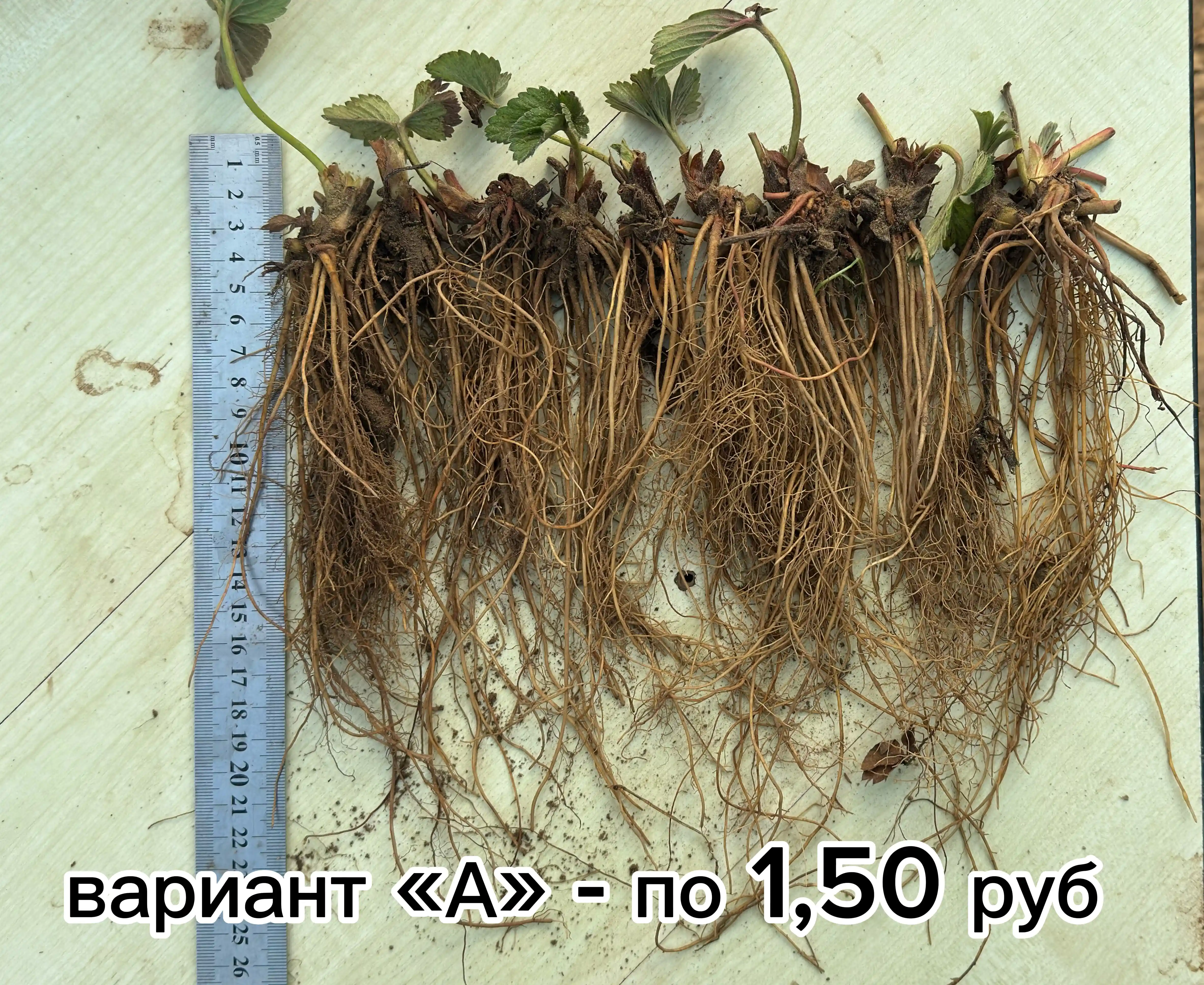 Рассада клубники сорта Сандра фото 2