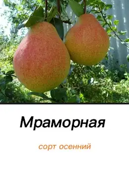 Саженцы груши фото 3