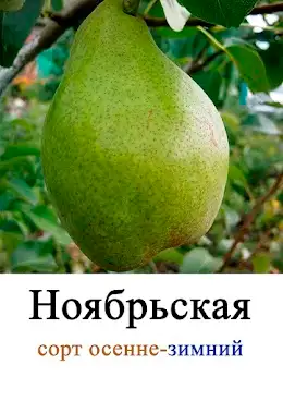 Саженцы груши фото 8
