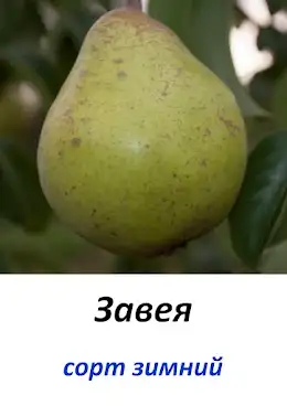 Саженцы груши фото 9