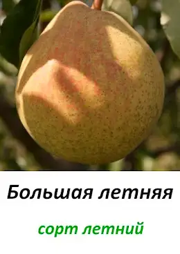 Саженцы груши фото 5