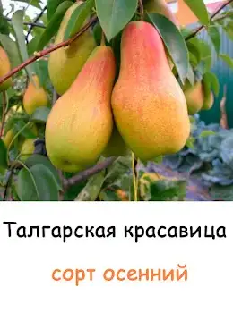 Саженцы груши фото 7