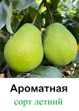 Саженцы груши фото 6