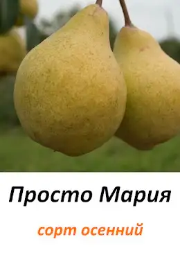 Саженцы груши фото 4