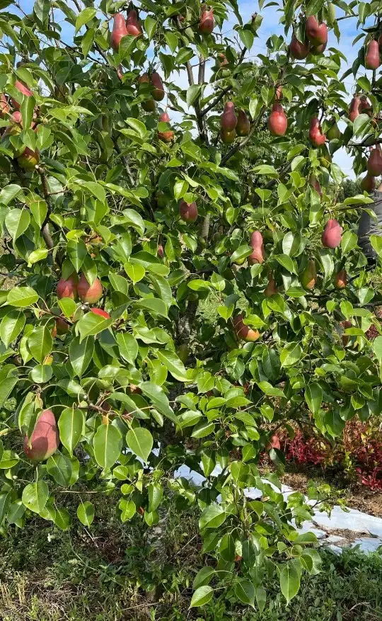 Саженцы груши фото 2