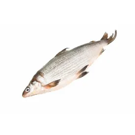 Омуль арктический 0.9–1.3