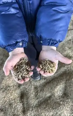 Thumb 1
