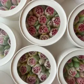 Коробка тюльпанов 16 см ( круглая с окном)