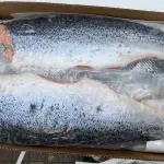 Филе семги свежемороженое, 1,8-2,2кг. фото 2