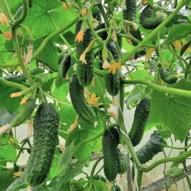 Огурцы «Кураж», 1 кг