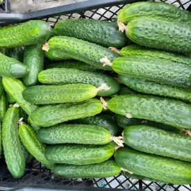 Огурцы «Кураж», 1 кг
