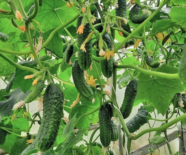 Огурцы «Кураж», 1 кг фото 2