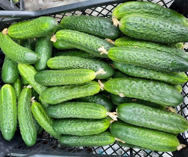 Огурцы «Кураж», 1 кг фото 1