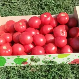 Томат розовый Pink Paradise, 1 кг