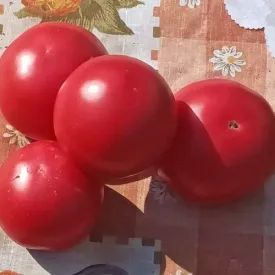 Томат розовый Pink Paradise, 1 кг