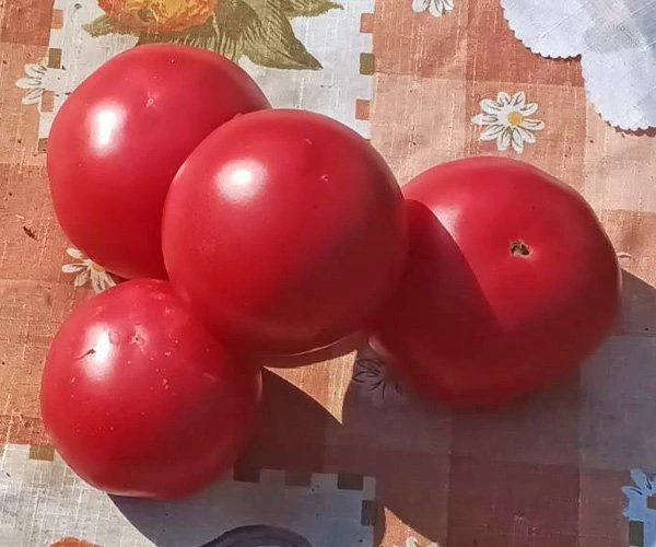 Томат розовый Pink Paradise, 1 кг фото 2