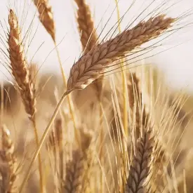 Мука пшеничная в/с