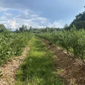 Голубика