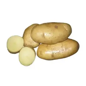 Картофель «Ласунак»