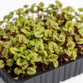 Щавель «Кровавая мери» (лист до 5 мм), 30 шт.