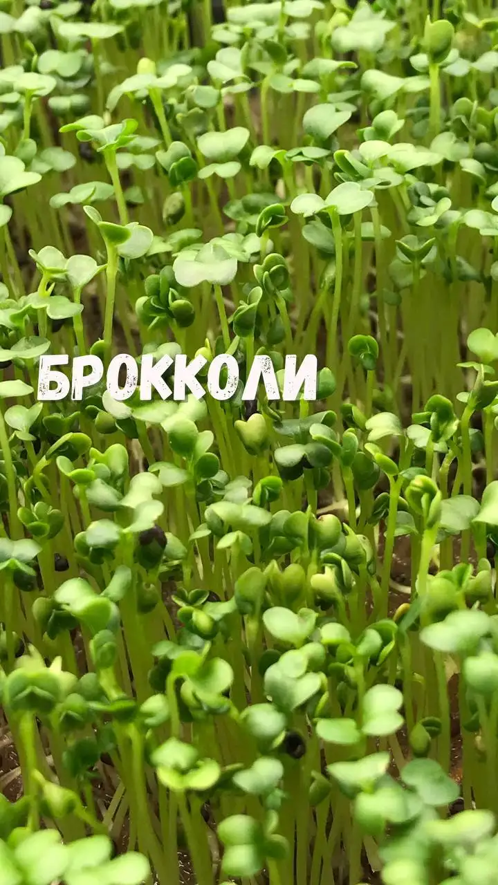 Микрозелень, растущая в боксе, 18×11 см фото 5