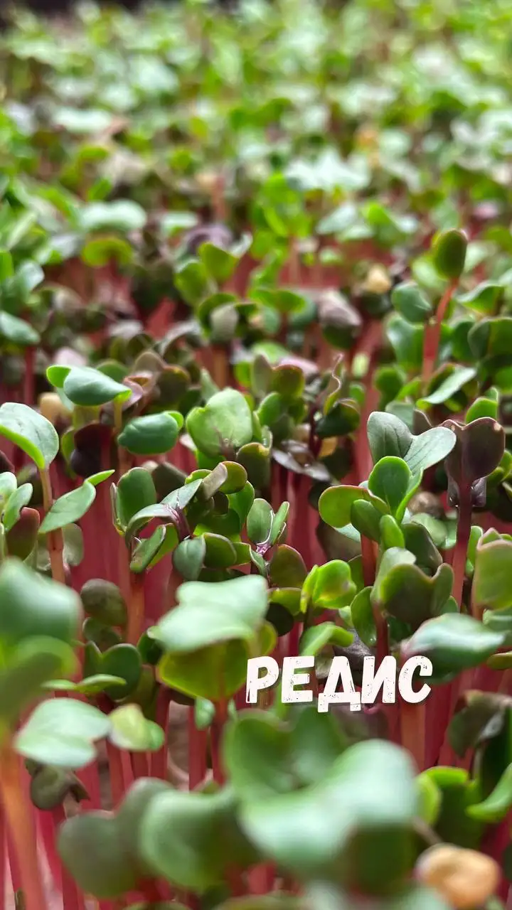 Микрозелень, растущая в боксе, 18×11 см фото 6