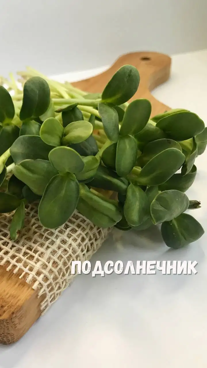 Микрозелень, растущая в боксе, 18×11 см фото 7