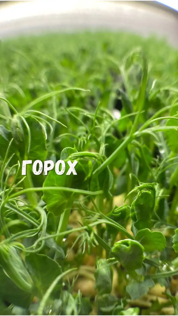 Микрозелень, растущая в боксе, 18×11 см фото 8