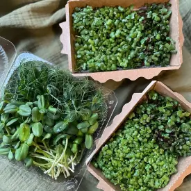 Редис, 100 г (микрозелень в срезке)