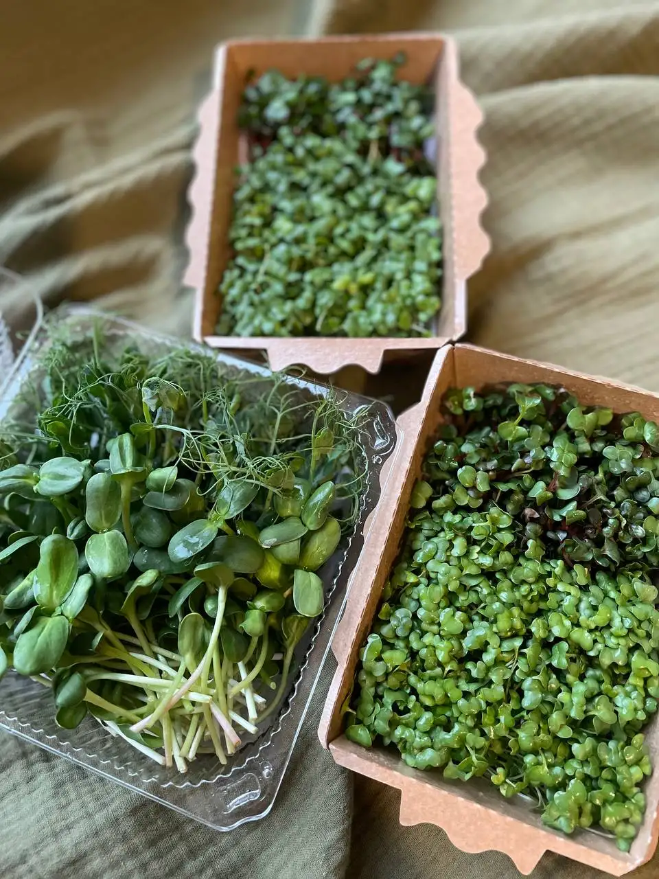 Редис, 100 г (микрозелень в срезке) фото 2