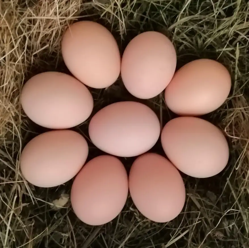 Яйцо куриное, среднее, 10 шт.