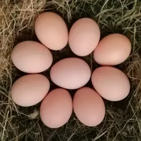 Яйцо куриное, среднее, 10 шт.