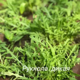 Руккола